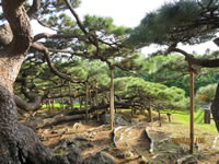 久米の五枝の松(国指定天然記念物)