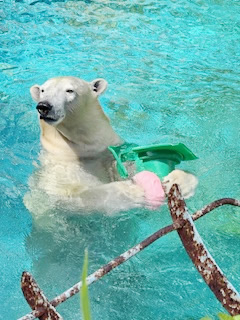 天王寺動物園のホッキョクグマ ホウちゃん