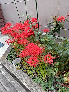 今年は遅くなりました。彼岸花