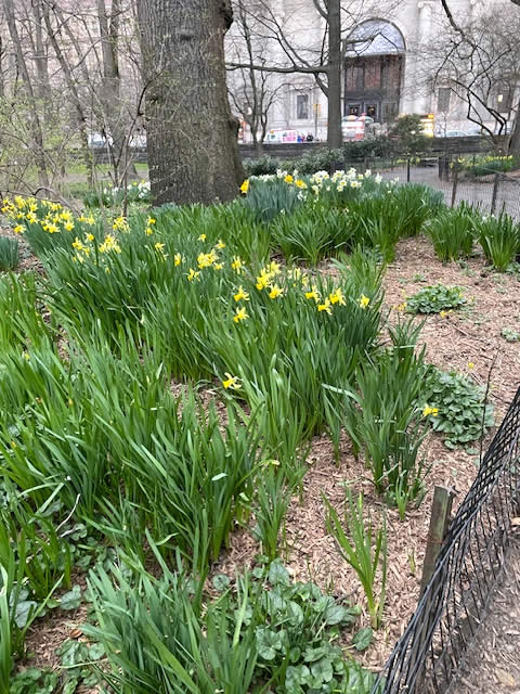 ニューヨークのセントラルパークの春先の花です。