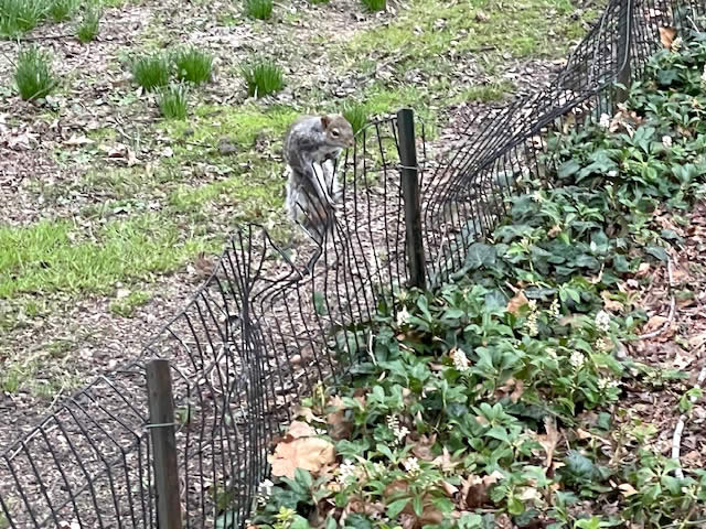 ニューヨークのセントラルパークの春先の花です。
