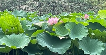 上野不忍池の見事な蓮の花