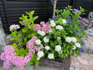 紫陽花